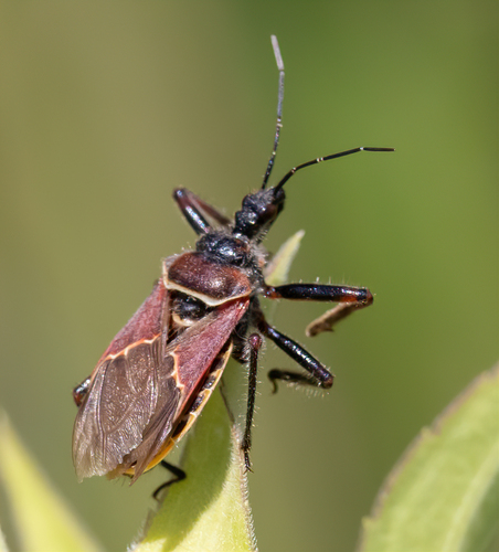 Plains Bee Assassin