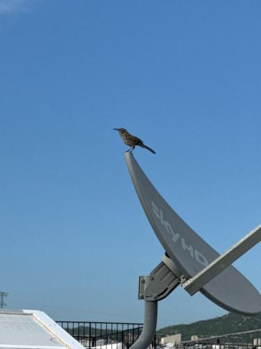 Cactus Wren