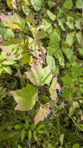 mapleleaf viburnum