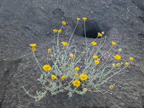 Desert Marigold