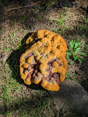 Phaeolus hispidoides