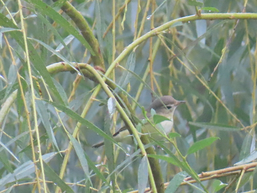 Eastern Warbling Vireo