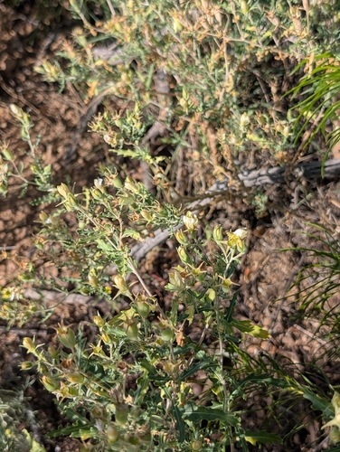 Many-flowered Mentzelia