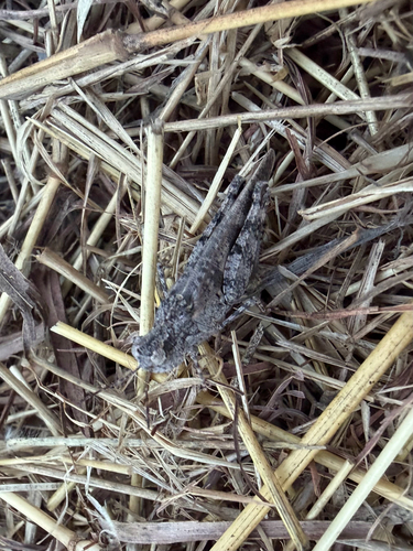 Southwestern Dusky Grasshopper