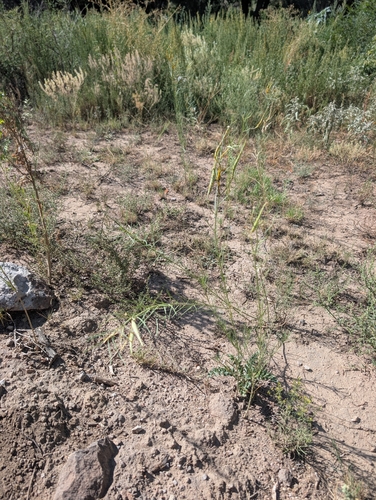 horsetail milkweed