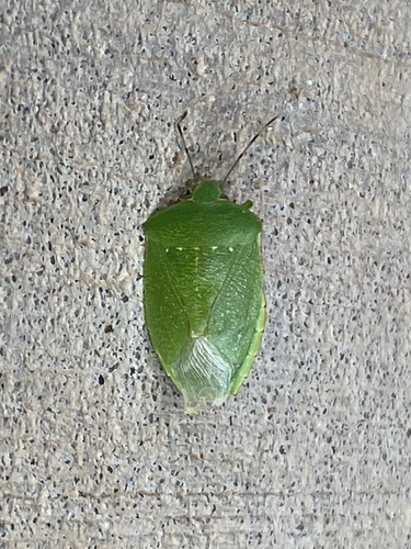 Green Stink Bug