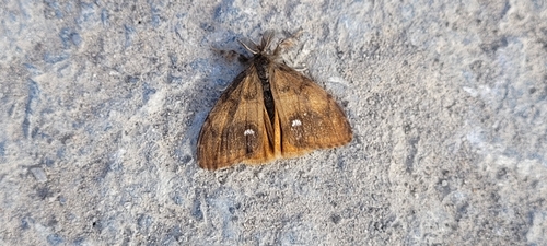 Rusty Tussock Moth