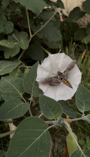Carolina Sphinx