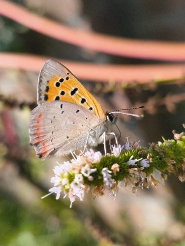 Small Copper