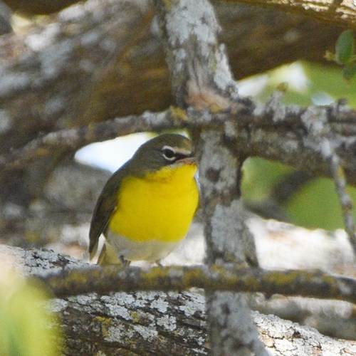 Yellow-breasted Chat