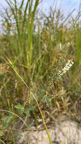 White Sweetclover