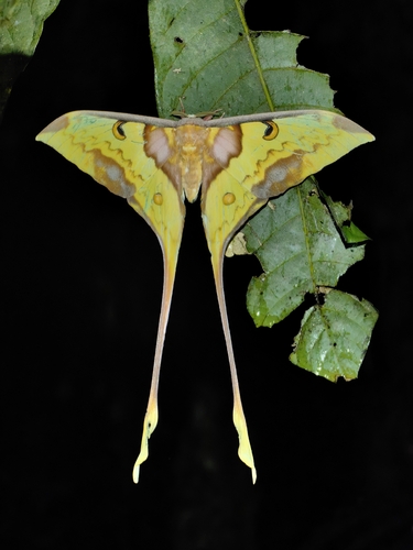 Malaysian Moon Moth