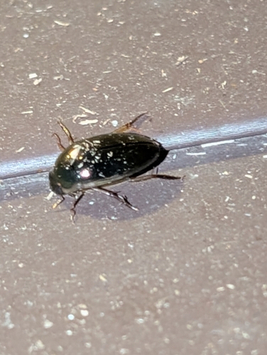 Tropisternus lateralis nimbatus