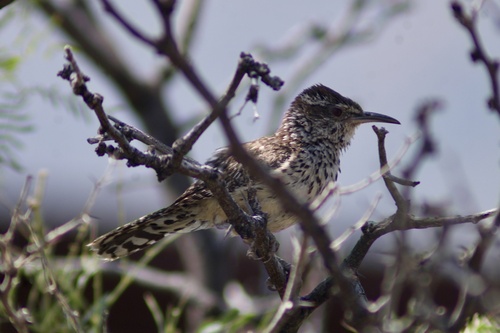 Cactus Wren