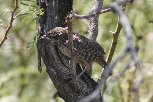 Cactus Wren