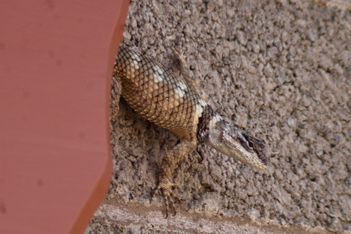 Crevice Spiny Lizard