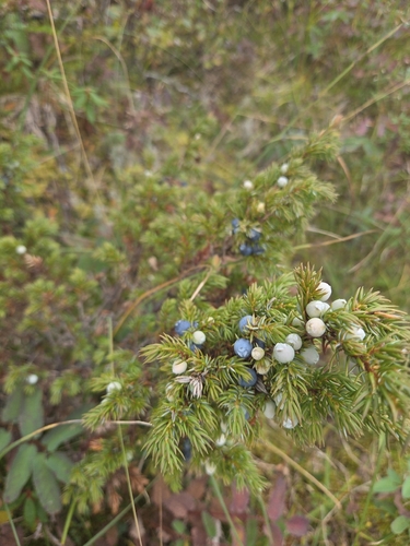 common juniper