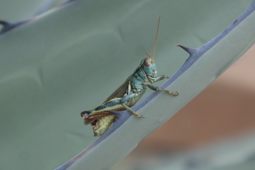 Thomas's Two-striped Grasshopper