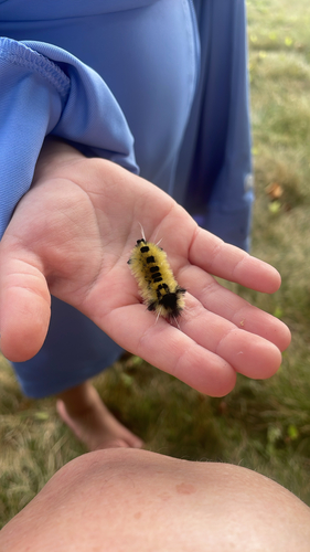 Spotted Tussock Moth
