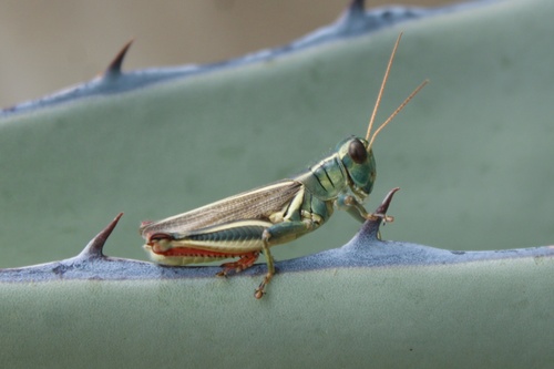 Thomas's Two-striped Grasshopper