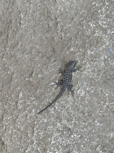 iNaturalist observation photo of Western Fence Lizard