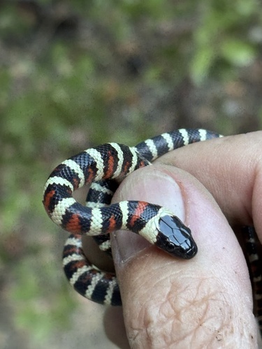 iNaturalist observation photo of California Mountain Kingsnake