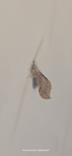 Lomamyia squamosa