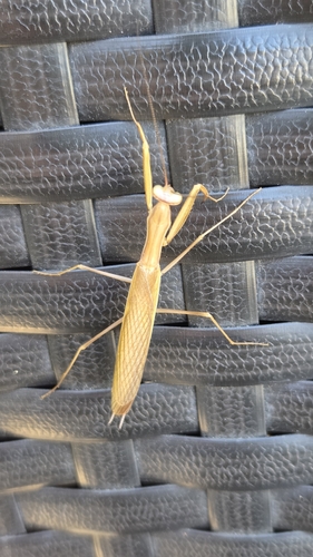 European Mantis