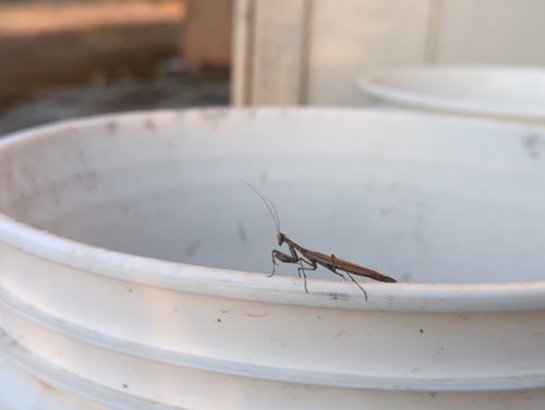 Pacific Ground Mantis