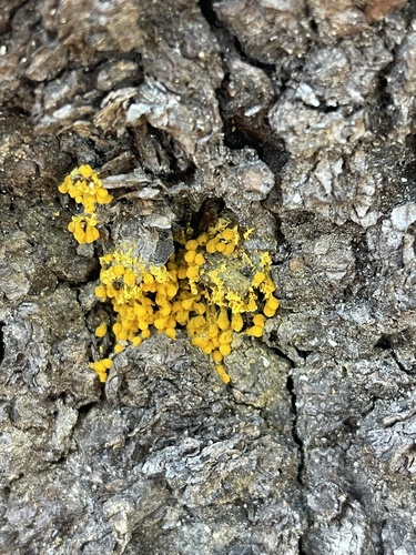 iNaturalist observation photo of Yellow Fairy Cups