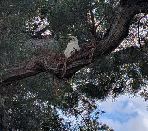 Sulphur-crested Cockatoo