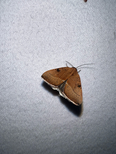 Wedgling Moth