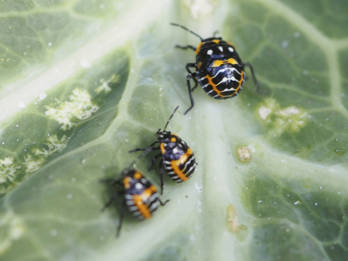 Harlequin Bug