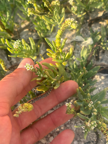 alkali heliotrope