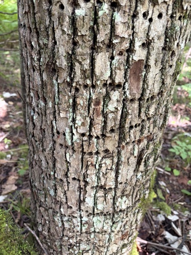 Yellow-bellied Sapsucker