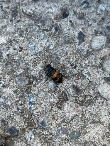 Banded Sexton Beetle
