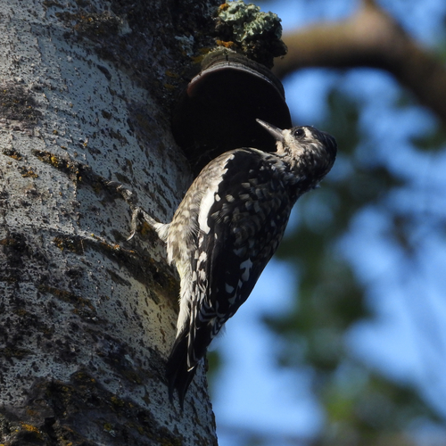 Yellow-bellied Sapsucker