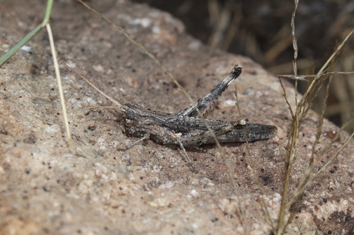 Slender Range Grasshopper