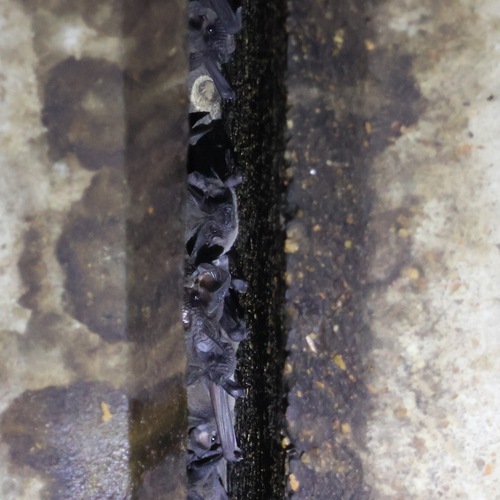 Mexican Free-tailed Bat