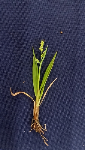 Jungle Rice