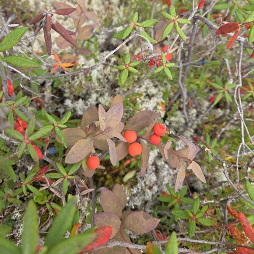 Northern Comandra