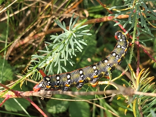 Leafy Spurge Hawkmoth