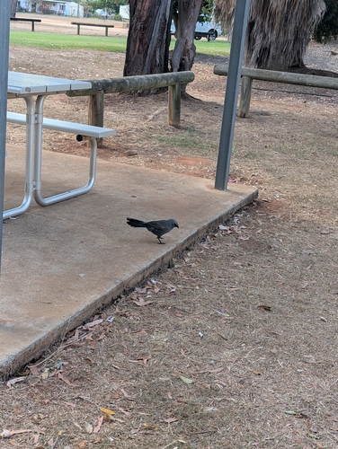 Apostlebird