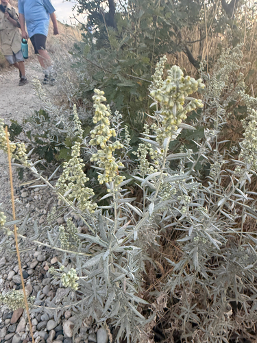 Silver Wormwood