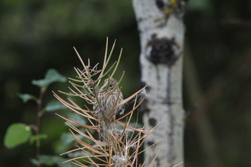 Pine Siskin