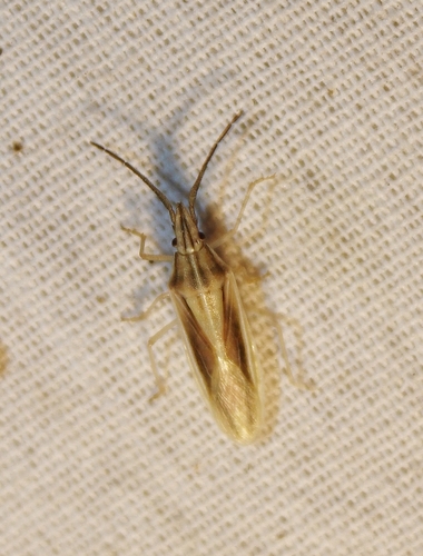 Mecidea prolixa