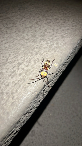 Megacyllene antennata