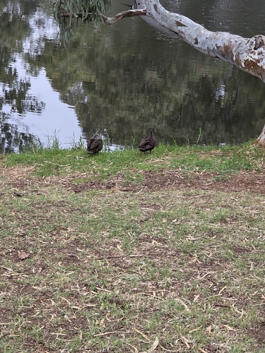 Pacific Black Duck