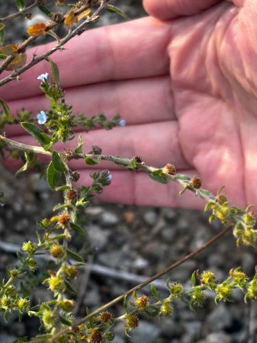 Flatspine Stickseed