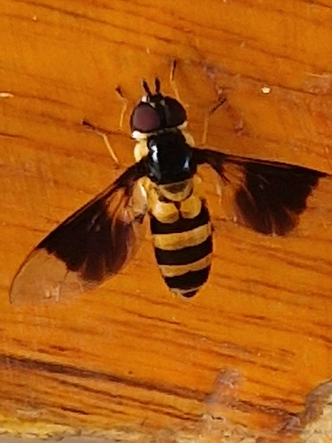 Dideopsis aegrota